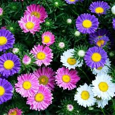 Rainbow Aster Flower Jigsaw Puzzle