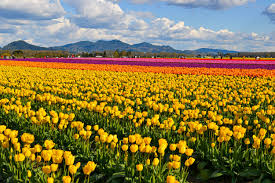 Rainbow Tulip Fields Jigsaw Puzzle