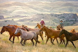 Range Riders Roundup Jigsaw Puzzle