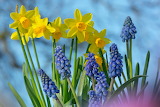 Reach toward the Sky – Flower Jigsaw Puzzle