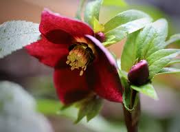 Red Christmas Rose Jigsaw Puzzle