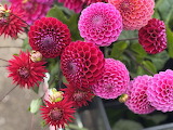 Red Dahlias Jigsaw Puzzle