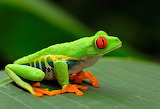 Red Eyed Tree Frog Jigsaw Puzzle 2