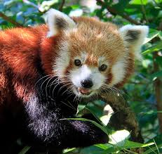 Red Panda Jigsaw Puzzle