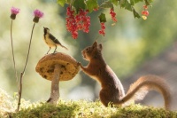 Desenhos de Red Squirrel and Tit Bird Jigsaw Puzzle para colorir