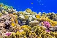 Desenhos de Reefs Coral Triangle Jigsaw Puzzle para colorir