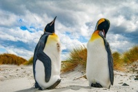 Rendez-vous of Penguins Jigsaw Puzzle