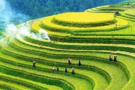 Rice Terraces in Mu Cang Chai, Vietnam Jigsaw Puzzle