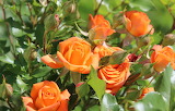 Roses Jigsaw Puzzle 2