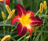 Ruby Daylily Flower Jigsaw Puzzle