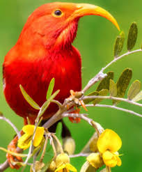 Scarlet Ibis Jigsaw Puzzle