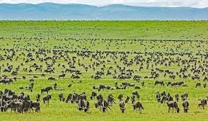 Serengeti National Park, Tanzania Jigsaw Puzzle