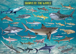 Sharks of The World Jigsaw Puzzle