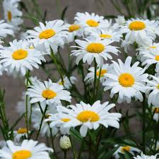 Shasta Daisy Flower Jigsaw Puzzle 2