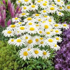Shasta Daisy Flower Jigsaw Puzzle