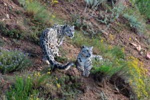 Desenhos de Snow Leopard in Nature Jigsaw Puzzle para colorir