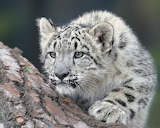 Desenhos de Snow Leopard Jigsaw Puzzle para colorir