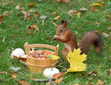 Squirrel and Hazelnuts Jigsaw Puzzle