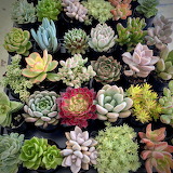 Succulents Plants Jigsaw Puzzle