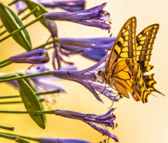 Swallowtail Butterfly Jigsaw Puzzle 2