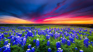 Texas Bluebonnets Jigsaw Puzzle