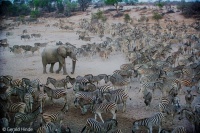 The Elephant and Zebras Jigsaw Puzzle