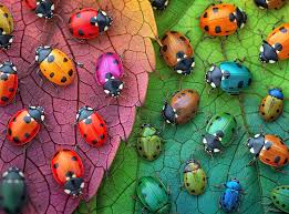 The Ladybug Rainbow Jigsaw Puzzle