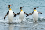 Three King Penguins Jigsaw Puzzle