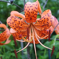 Tiger Lily Bulbs Jigsaw Puzzle