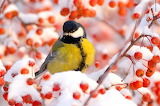 Titmouse Bird Jigsaw Puzzle