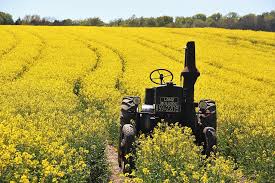 Tractor in Canola Jigsaw Puzzle