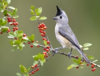 Desenhos de Tufted Titmouse Bird Jigsaw Puzzle para colorir