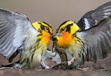 Two Birds Fighting Jigsaw Puzzle