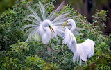 Two Herons White Jigsaw Puzzle