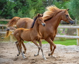 Two Horses Jigsaw Puzzle