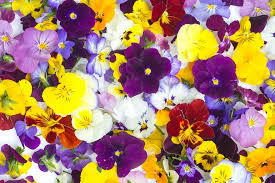 Viola Edibe Flower Jigsaw Puzzle