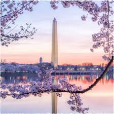 Washington DC Cherry Blossom Jigsaw Puzzle