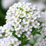 White Alyssum Flower Jigsaw Puzzle