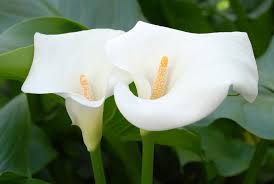 White Calla Lily Flower Jigsaw Puzzle