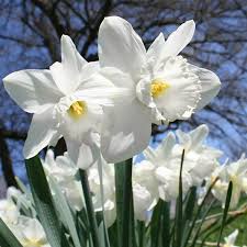 White Daffodils Flower Jigsaw Puzzle