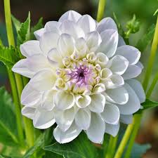 White Dahlia Flower Jigsaw Puzzle