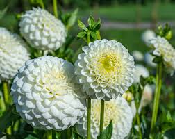 White Dahlias Jigsaw Puzzle