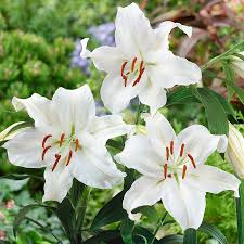 White Oriental Lily Bulbs Jigsaw Puzzle