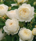 White Roses Beautiful Jigsaw Puzzle