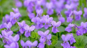 Wild Violets Jigsaw Puzzle