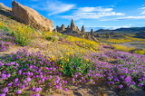 Wildflowers of Trona Pinnacles, California Jigsaw Puzzle