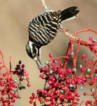 Desenhos de Woodpecker with Berries Jigsaw Puzzle para colorir