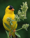 Desenhos de Yellow Bird Goldfinch Jigsaw Puzzle para colorir