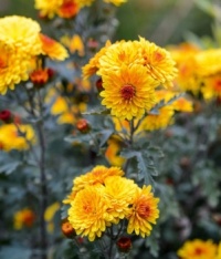 Yellow Chrysanthemums Flower Jigsaw Puzzle