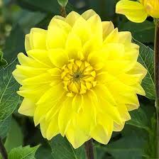 Yellow Dahlia Flower Jigsaw Puzzle